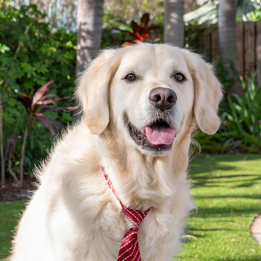 Rigatoni’s Favorites Daily dog essentials we use